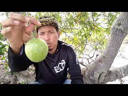 Hiện đang sống và làm việc tại thành phố hồ chí minh. Awas Herba Ini Beracun Tapi Pokok Pong Pong Youtube