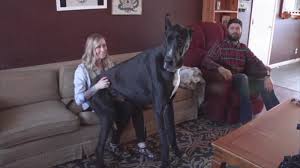 Tls bei der authentisierung und erhöht . Couple S Great Dane In Nevada May Be Tallest Living Dog Abc7 San Francisco