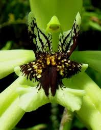 Image result for Fernandoa abbreviata