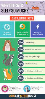 Why Do Cats Sleep So Much Cool Cat Tree House Cool Cat Trees Cat Sleeping Cat Pictures For Kids