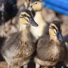 What Do Baby Ducks Eat? - The Vanilla Tulip