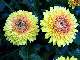 Tangerine Gerbera Daisyies Kentlands Flowers Img 8045 Beautiful Flowers Garden Gerbera Flowers