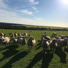 Crane Small Ruminant Consulting Services