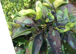 Image result for sooty mould