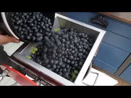 Comment Faire Un Bon Jus De Raisin Ma Passion Du Verger Jus De Raisin Comment Faire Du Vin Faire Du Vin