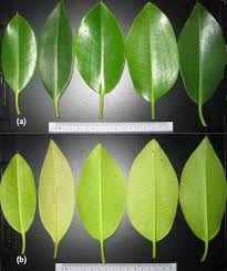 Image result for Rhizophora mucronata