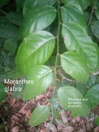 Image result for Landolphia glabra