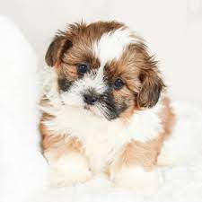 Teddy Bear Shichon Puppies For Sale Stonyridge Puppies Shichon Puppies Shihpoo Puppies Shitzu Mix Teddy Bear Puppies Shichon Puppies Poodle Mix Puppies