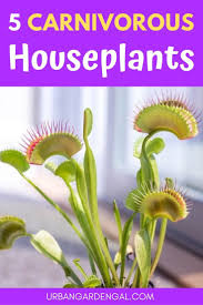 From insects to deer to rabbits, there are plenty of potential culprits eating your garden's plants, and there are just as many ways to stop them. 5 Carnivorous Houseplants Insect Eating Plants Carnivorous Carnivorous Plants