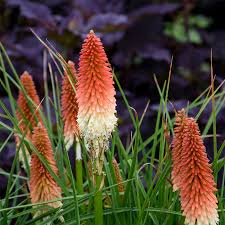 Image result for Kniphofia