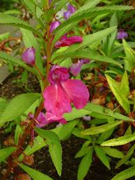 Image result for Impatiens psychadelphoides
