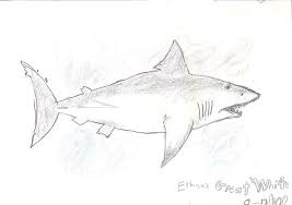 Check spelling or type a new query. Great White Shark Greeting Card For Sale By Fred Hanna