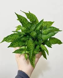 Image result for Coniogramme