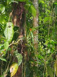 Classification apg iii (2009) classification apg iii (2009) clade angiospermes clade monocotylédones ordre alismatales famille araceae les araceae (aracées) sont une famille de plantes qui comprend quelque 3 500 espèces réparties en environ 129 genres. Stri Research Portal Rhodospatha