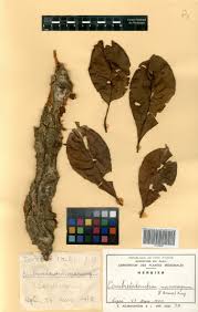 Image result for Petersianthus macrocarpus