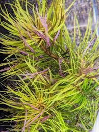 Image result for Pogostemon aquaticus