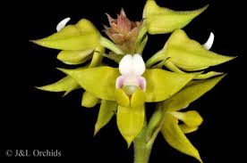 Image result for Polystachya odorata