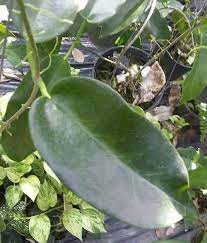 Hoya variagata krimson princess 140mm baskets 1/2 price fresh stock aon. Hoya Macgillivrayi Uhlig Kakteen More Than 5 000 Different Species