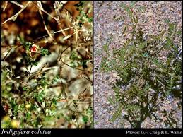 Image result for Indigofera colutea