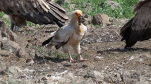 It is widely distributed from the iberian peninsula and north africa to india. The Life Of The Egyptian Vulture Youtube