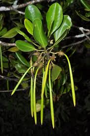 Image result for Ceriops