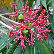 Image result for Jatropha multifida