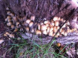 Image result for Coprinus sp.