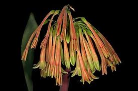 Image result for Cyrtanthus rhodesianus