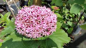 Image result for Clerodendrum buchneri