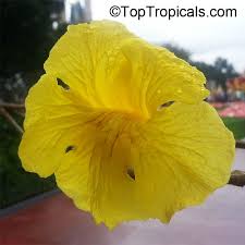 Image result for Handroanthus chrysotrichus