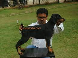 Our doberman puppies come from champion european bloodlines that are superior in size, behavior and intelligence. Doberman Puppies European Type For Sale In Mumbai