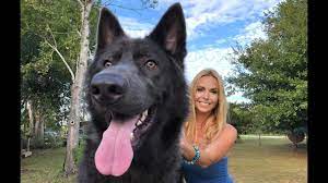 Lycan white blue bay shepherd. American Blue Bay Shepherd Dog Are They Really Blue Youtube