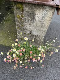 Image result for Erigeron karvinskianus