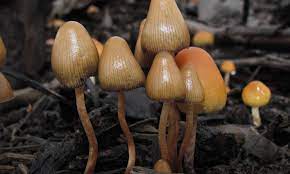 Canada Will Let Terminally Ill Patients Use Psychedelic Mushrooms For End Of Life Care Marijuana Moment