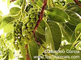 Image result for Phytolacca dioica
