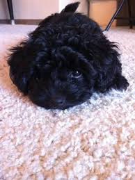 5 miles 10 miles 25 miles 50 miles 100 miles 200 miles 500 miles. Teacup Toy Maltipoo Novocom Top