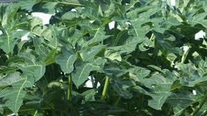 Mengatasi bisul, kandungan antioksidan yang tinggi pada daun miana berfungsi efektif untuk melawan bakteri penyebab bisul. Manfaat Daun Pepaya Juga Bisa Bantu Hilangkan Uban Halaman 4 Tribun Lampung