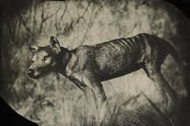 The tasmanian tiger is to australia what sasquatch is to north america—a creature that has often been sighted but never actually corralled, by deluded amateurs. Tasmanian Tiger Genome May Be First Step Toward De Extinction