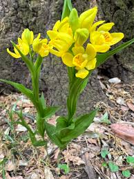 Image result for Satyrium carsonii