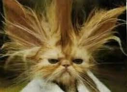 Quasi la metà della popolazione maschile soffre di alopecia ed una donna su tre sperimenta una progressiva caduta durante la vita. Crescere I Capelli Quanto Tempo Ci Vuole Quanto Tempo Ci Vuole