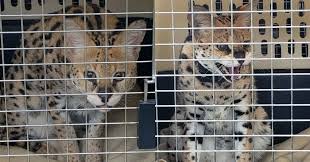 Bobcat 7753 equipment for sale: Bc Spca Calls For Change After Several Serval Cats Seized And Re Homed In Bc