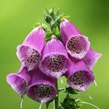 Maybe you would like to learn more about one of these? 43 Indian Flowers Ideas Indian Flowers Different Types Of Flowers Types Of Flowers