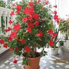 Dipladenia Container Plants Container Flowers Planting Flowers
