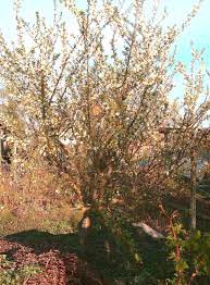 It is believed that the plum was cultivated from a wild fruit grown in anatolia Mirabelle De Nancy Tree Care How To Grow Mirabelle De Nancy Plum Trees