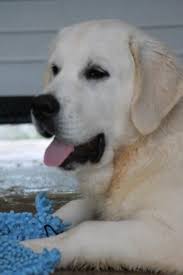 Browse thru labrador retriever puppies for sale near syracuse, new york, usa area listings on puppyfinder.com to find your perfect puppy. Pin On Golden Retrievers