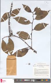 Image result for Heisteria