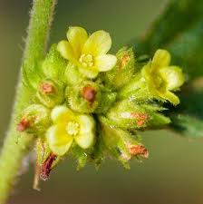 Image result for Waltheria indica