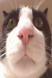 Black And White Orange Cat Pin On Cute Cats