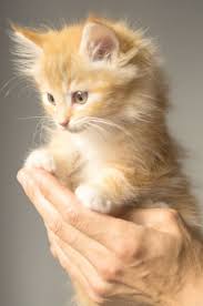 These 5 adorable kitten all need good homes. Free Kittens For Kitten