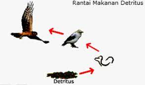 Maybe you would like to learn more about one of these? Pengertian Rantai Makanan Detritus